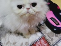Show kalite exotic bebek kediler