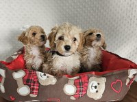 A CLASS MALTİPOO YAVRULARIMIZ