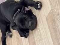 4 aylık dişi cane corso