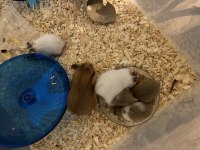 Yavru hamster sahiplendirmeler