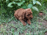 Toypoodle Bebekler 