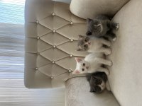BRİTİSH SHORTHAİR KEDİLERİMİZ