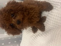 3 aylık dişi toy poodle