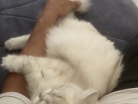 1 yaşında dişi güzeller güzeli kedimiz