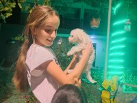 Dişi maltese bebeğime yuva arıyorum izmir