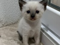 2 aylık orjinal siyam yavruları