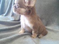 ROJO AND TAN FRENCH BULLDOG YAVRULARI