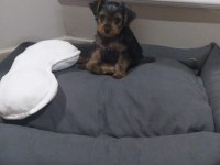 Köpeğimiz Maya için yeni yuva