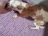 Standart chihuahua dişi