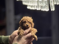ÜST DÜZEY RED BROWN POODLE YAVRULARI
