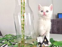 British shorthair süt beyaz
