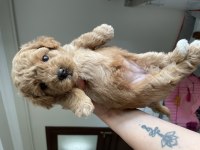 1 aylık poodle köpeklerim
