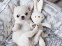 Türkiyenin En Minik Teacup Chihuahua Bebekleri