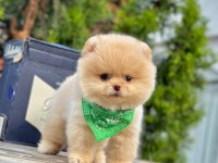 Safkan Pomeranian Boo Yavrularımız