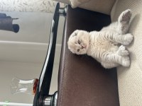 Safkan British Shorthair Yavrular
