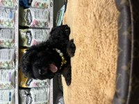 En nadir poodle rengi