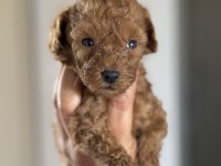 TEACUP KUYRUKSUZ POODLE