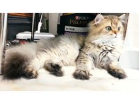 Secereli safkan British Longhair erkek