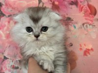 Scottish Fold - Longhair dişi ve erkek yavrular