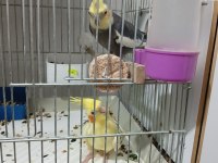Sultan papağanı takım eşli yumurtası var altında