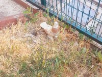 SARI ALA PERÇEM ERKEK GÜVERCİN 81 İLE GÖNDERİM VARDIR