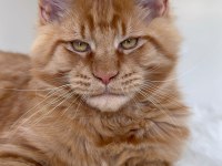 Her ile bizzat teslim anne-baba şampiyon maine coon