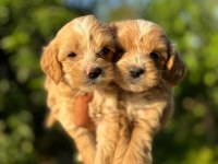 Maltipoo cinsi yavrularımız