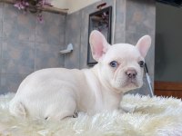 EGZOTİK BLUE FRENCH BULLDOG YAVRULARIM REZERVEYE AÇIK