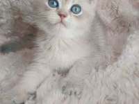 Fıstık british shorthair oğlum