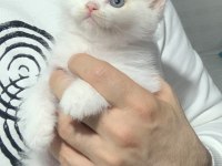 Beyaz Safkan British Shorthair Yavrular