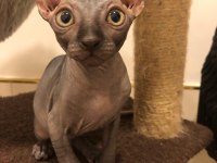 sphynx sfenks tüysüz dişi erkek yavruları