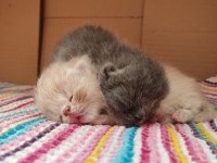 Saf kan exotic shorthair kediler