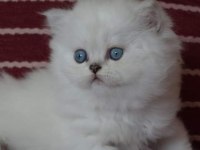 Silverpoint longhair dişi