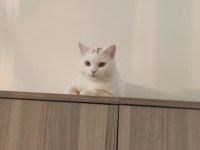 Safkan orjinal british shorthair beyaz erkek