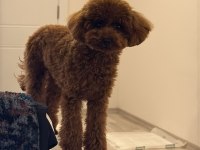 Sevgi ile büyütülen teacup ve toy poodle bebeklerimiz