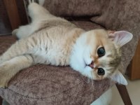 YAVRU BRİTİSH SHORTHAİR KEDİLERİMİZE SICAK BİR YUVA ARIYORUZ