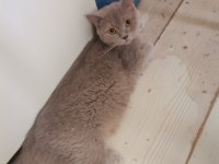 5 kg mama karşılığı british shorthair sahiplendireceğim