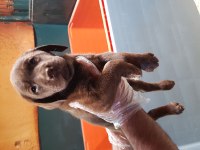 İSTANBUL KÖPEK ÇİFTLİĞİ LABRADOR YAVRULAR