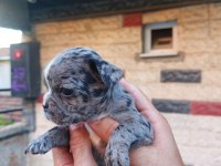 Bir şey anlatmaya gerek yok french bulldog yavrular ortada
