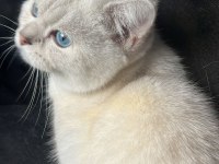 British shorthair kedime yuva arıyorum