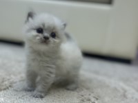 Mavi gözlü yavru british longhair