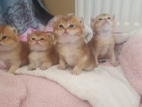 British shorthair erkek
