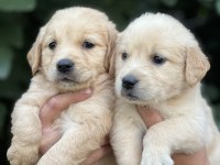 Golden retriever yavruları