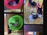 Bize Ulaşın Hamster Adresine Gelsin