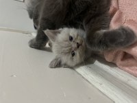 2 Aylık British Shorthair Yavrular