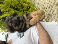 Irkın en iyisi alman kurtlar