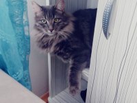 Evcilleşmiş sokak kedisi