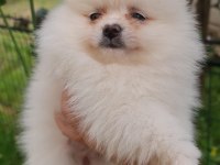 Pomeranian yavru