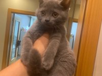 Çok uysal 3 aylık british shorthair