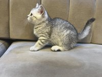 Scottish Straight Silver Tabby Dişi